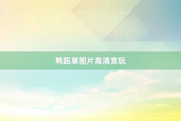 鸭跖草图片高清赏玩